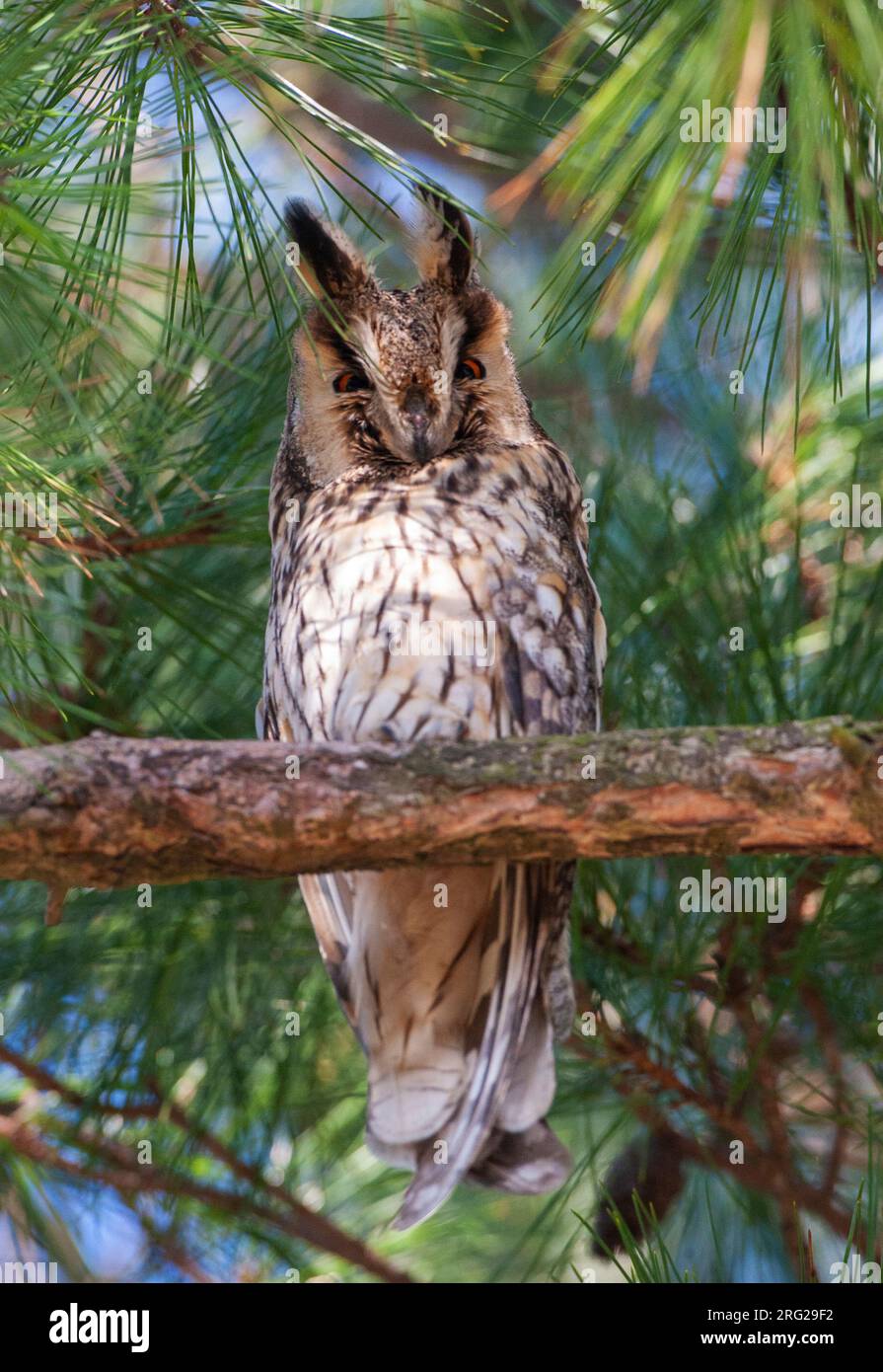 Perche à oreilles longues (ASIO otus) perche dans un pin urbain pendant l'hiver doux aux pays-Bas. Banque D'Images