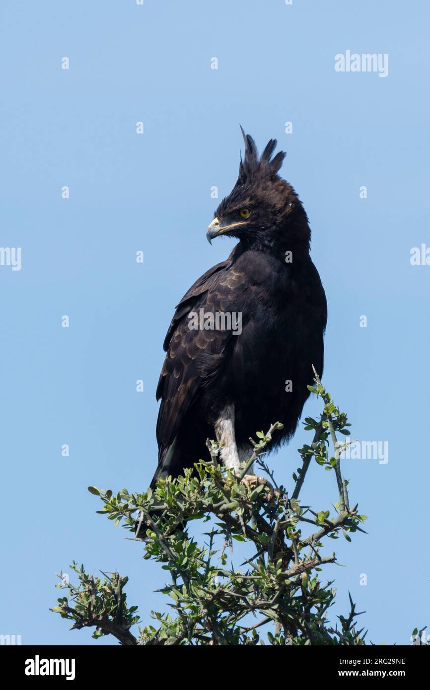 Un aigle à longue crête, Lopheetus occipitalis, qui perche sur un arbre.Ndutu, zone de conservation de Ngorongoro, Tanzanie. Banque D'Images