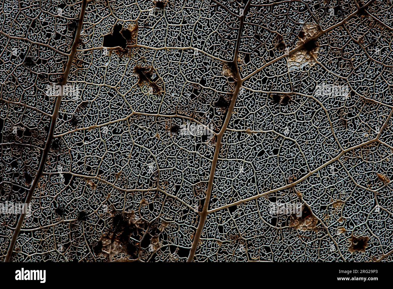 Squelette d'une feuille d'arbre d'un peuplier Banque D'Images