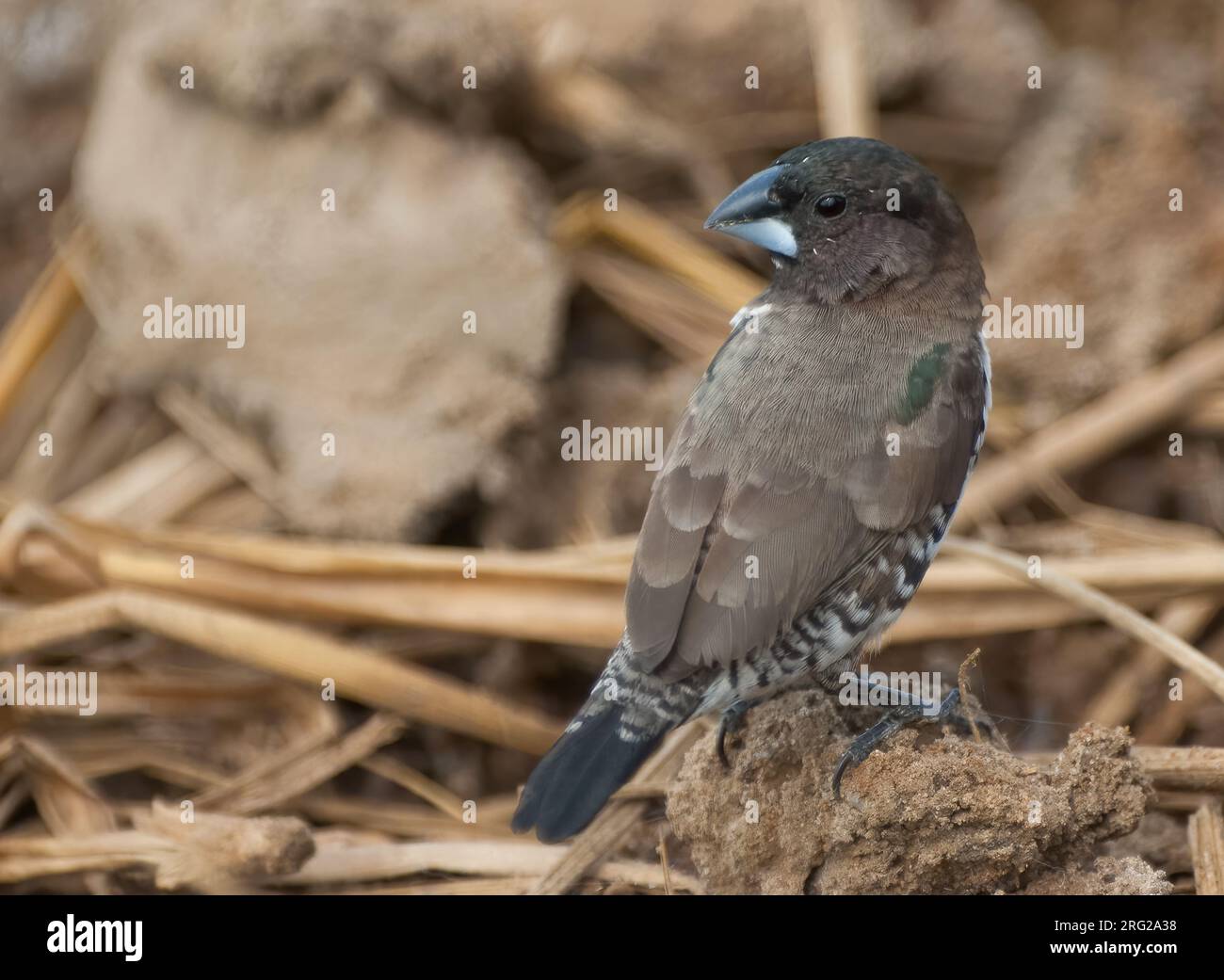 Mannikin en bronze (Spermétes cucullata cucullata), oiseau adulte perché sur terre en Gambie, Afrique Banque D'Images