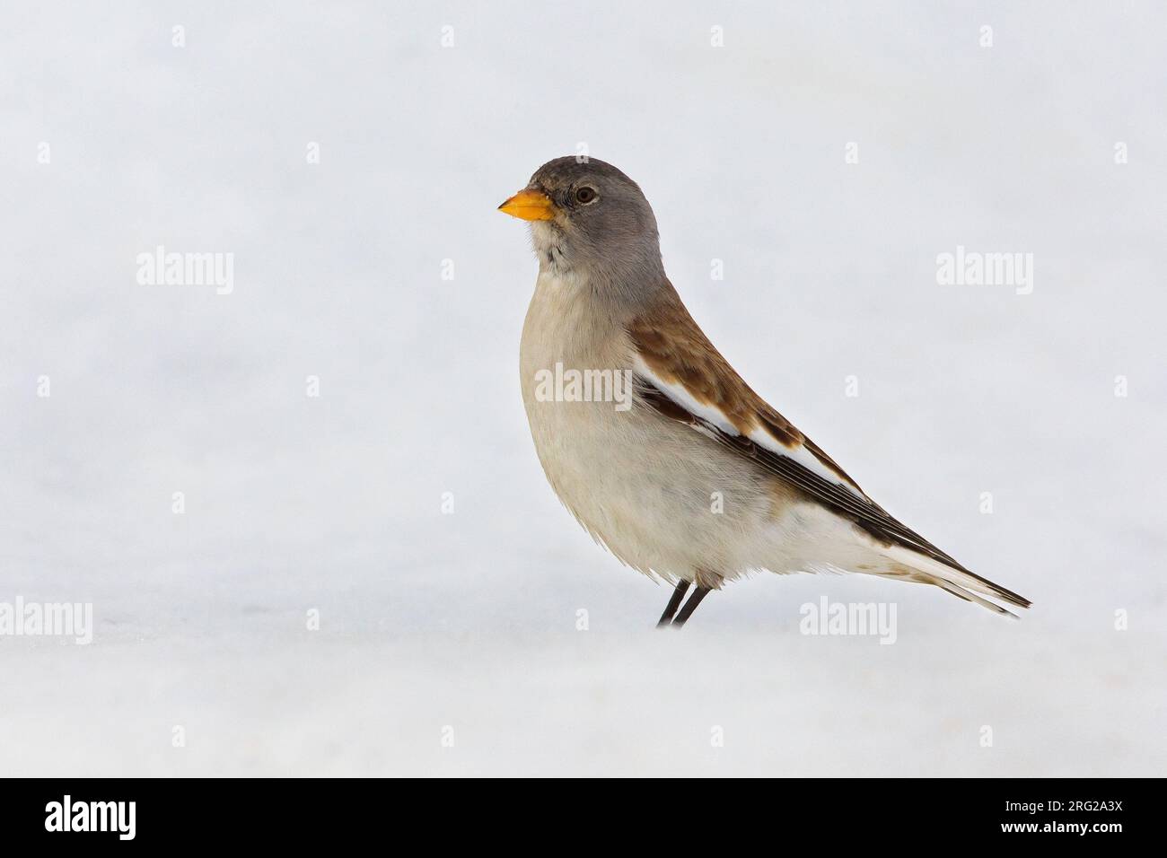 Dans Sneeuwvink de en ; les Snowfinch dans la neige Banque D'Images