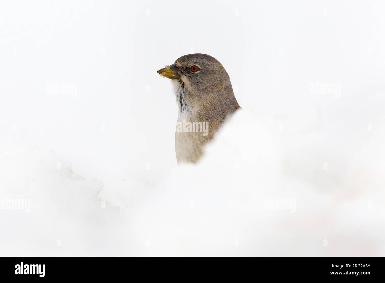 Dans Sneeuwvink de en ; les Snowfinch dans la neige Banque D'Images