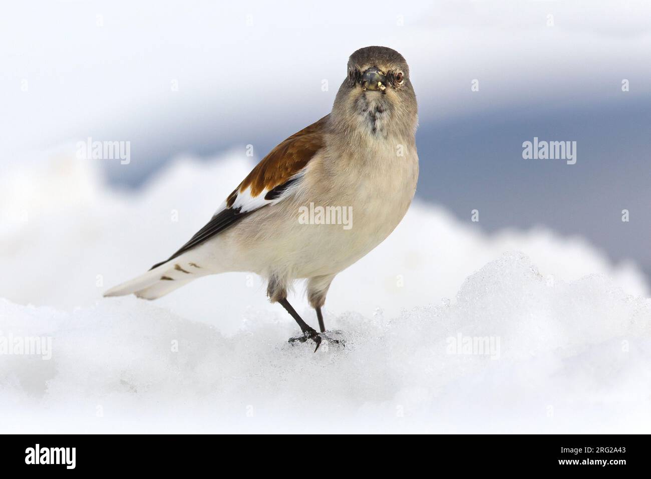 Dans Sneeuwvink de en ; les Snowfinch dans la neige Banque D'Images