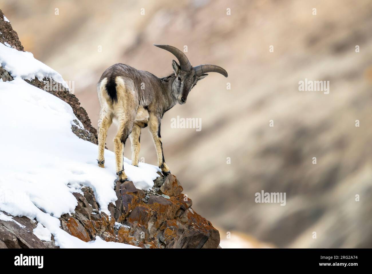 Mâle (Pseudois nayaur) alias mouton bleu de l'Himalaya stable dans la vallée de Rumbak, Ladakh, Inde. Banque D'Images
