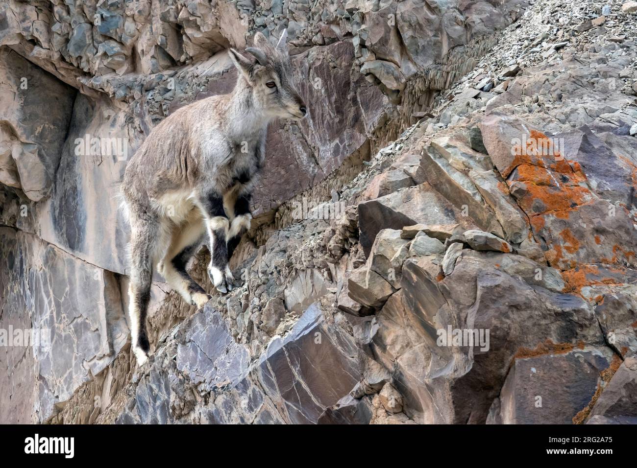 Jeune mâle (Pseudois nayaur) alias mouton bleu de l'Himalaya stable dans la vallée de Rumbak, Ladakh, Inde. Banque D'Images