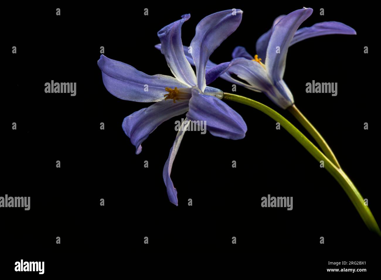 Gloire de la neige, Chionodoxa luciliae Banque D'Images