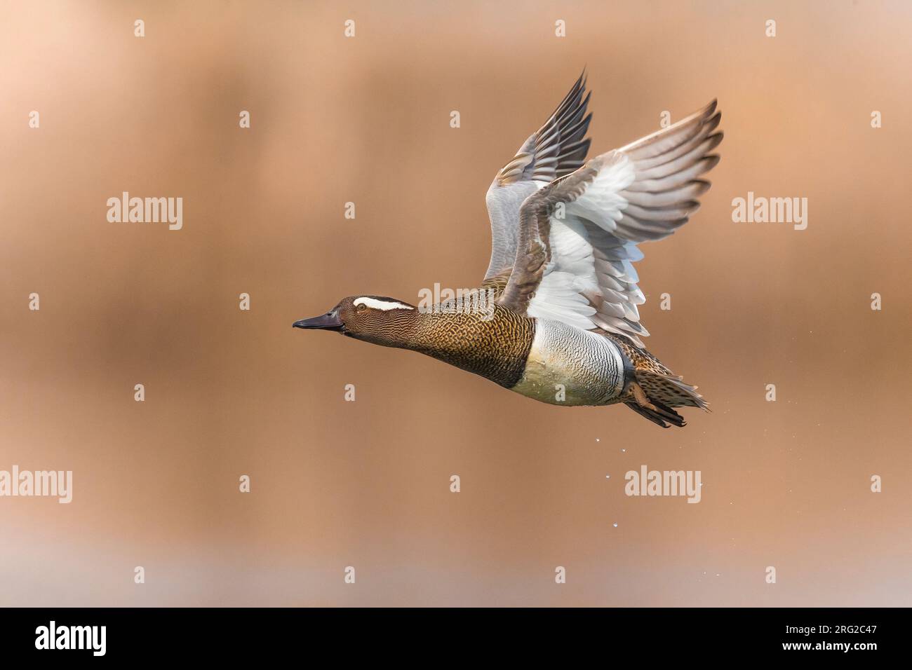 Garganey mâle, spatule querquedula, en Italie. Banque D'Images