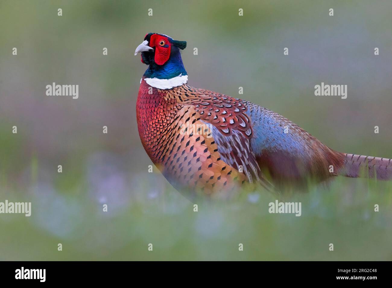 Faisan commun mâle, Phasianus colchicus, en Italie. Banque D'Images