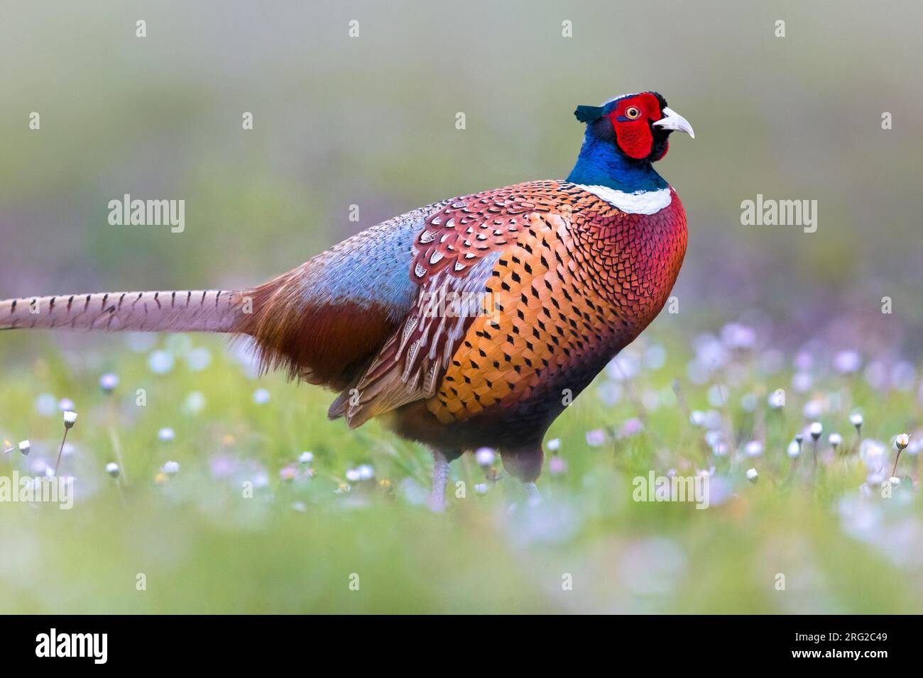 Faisan commun mâle, Phasianus colchicus, en Italie. Banque D'Images
