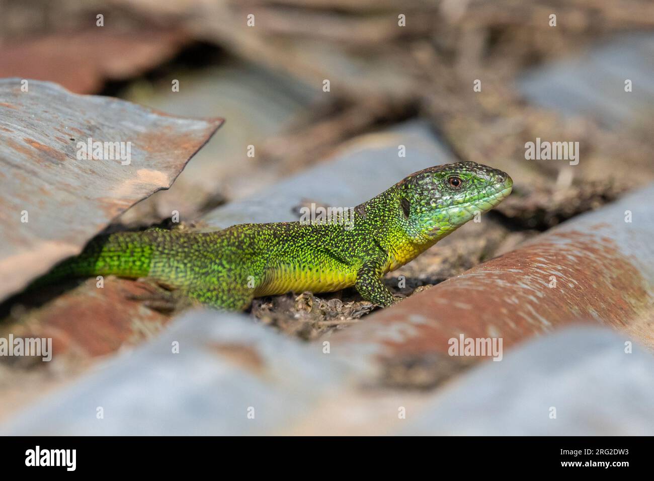 Lézard vert occidental (Lacerta bilineata), bronzant sur un drap, avec un fond gris et brun, en Bretagne, France. Banque D'Images