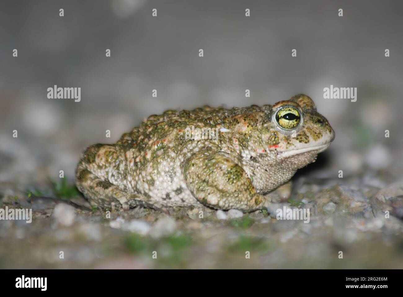 Crapaud Natterjack (Epidalea calamita) sur le sol, avec un fond gris, dutant la nuit, dans le sud de la France. Banque D'Images