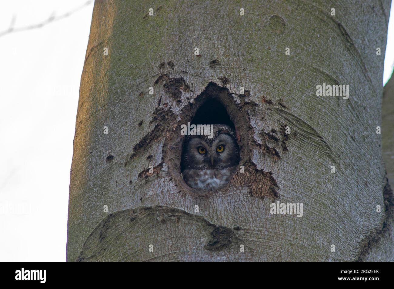 La chouette de Tengmalm (Aegolius funereus) regardant d'un trou de nid dans un arbre en Belgique. Banque D'Images
