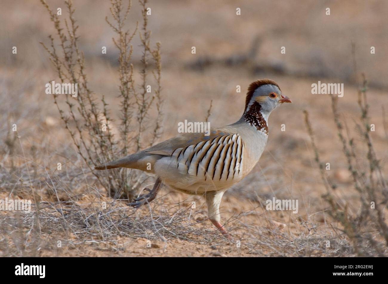 Barbarijse Patrijs ; Barbary Partridge Banque D'Images