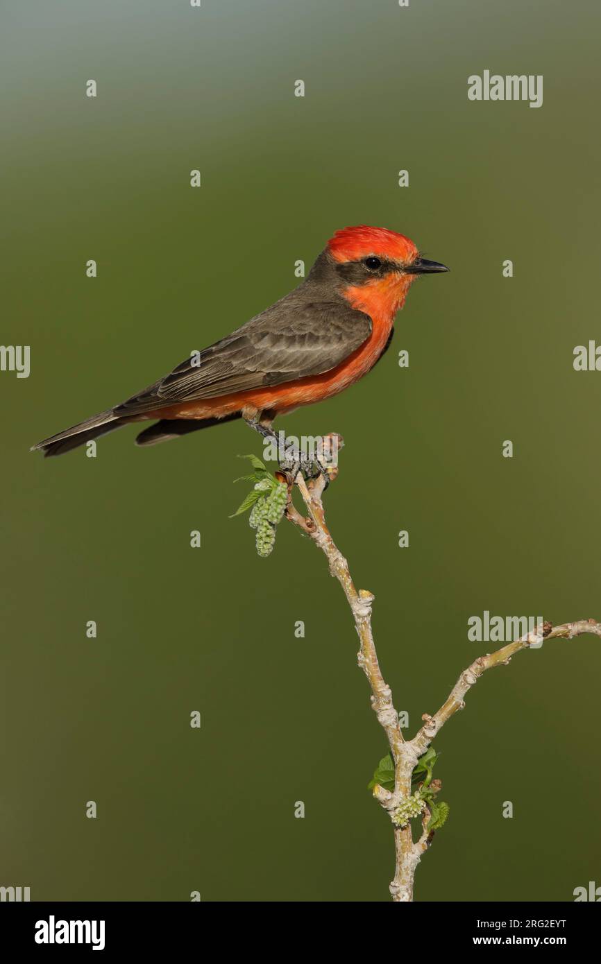 Mâle adulte Vermilion Flycatcher, Pyrocephalus obscurus, dans le plumage reproducteur du comté de Riverside, Californie, États-Unis. Banque D'Images