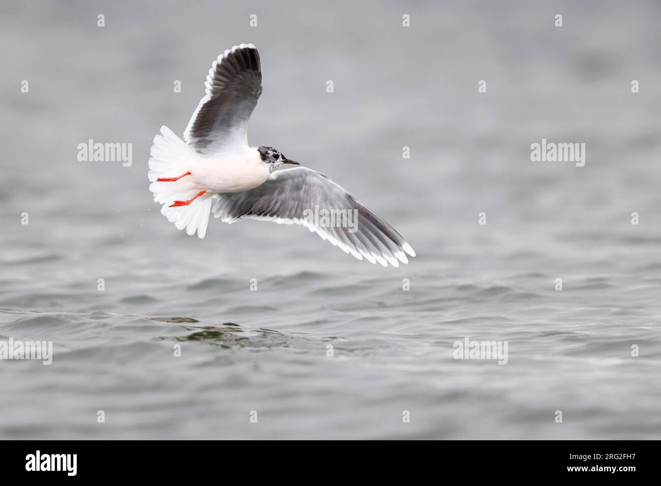 Petite mouette volante Banque D'Images