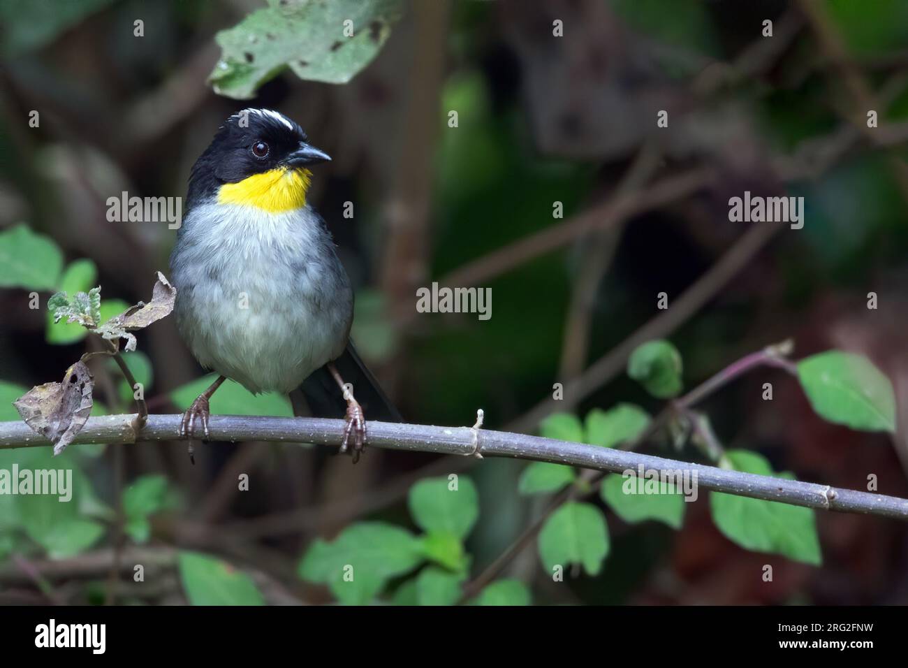Brushfinch à nuque blanche (Atlapetes albinucha) perché sur une branche dans une forêt tropicale au Guatemala. Également connu sous le nom de pinceaux à gorge jaune. Banque D'Images