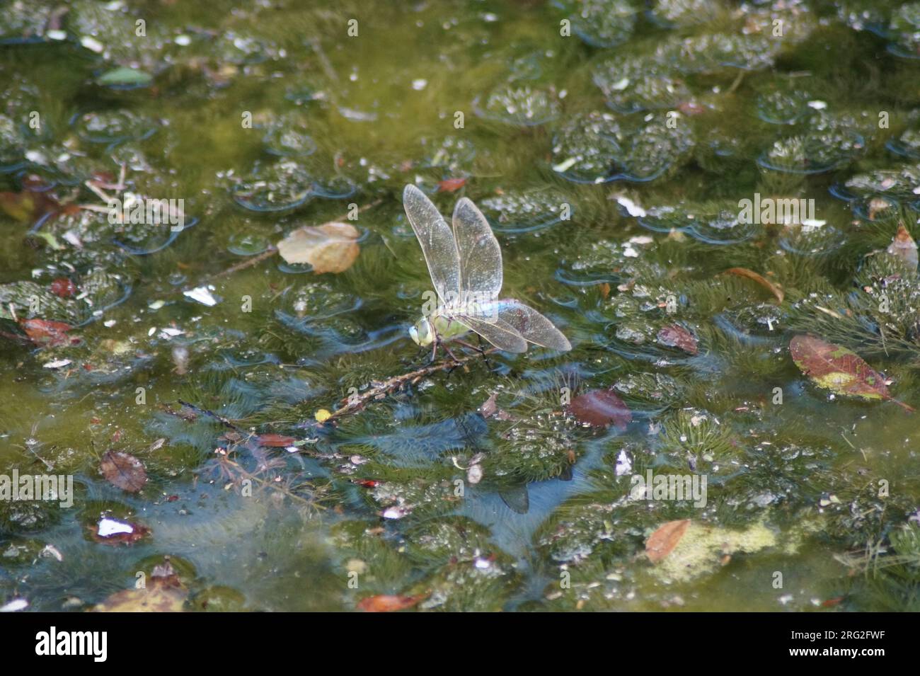 Petite demoiselle, Anax parthenope, pondant des œufs sur l'eau Banque D'Images