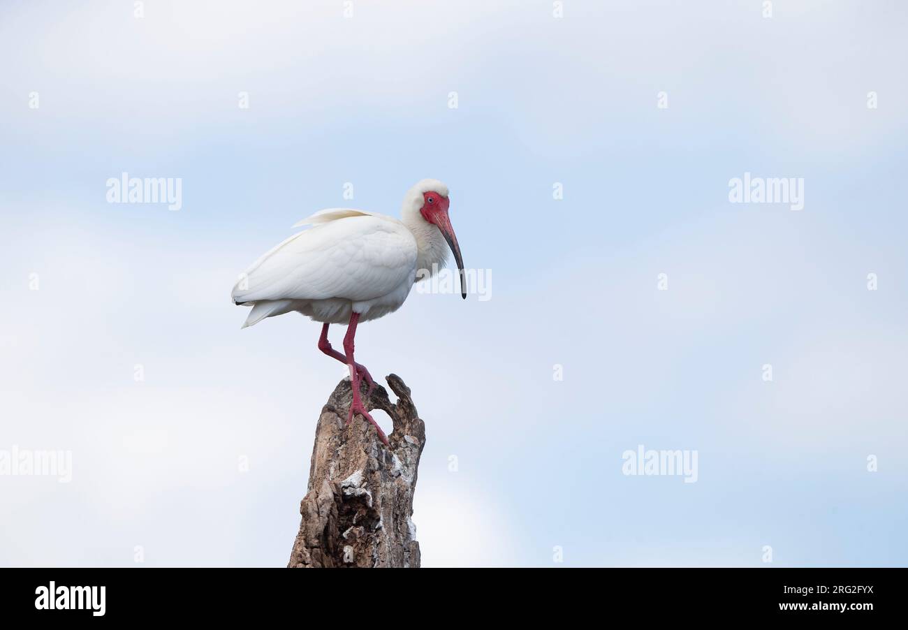 Ibis blanc américain (Eudocimus albus), perché dans un arbre en Floride, USA Banque D'Images