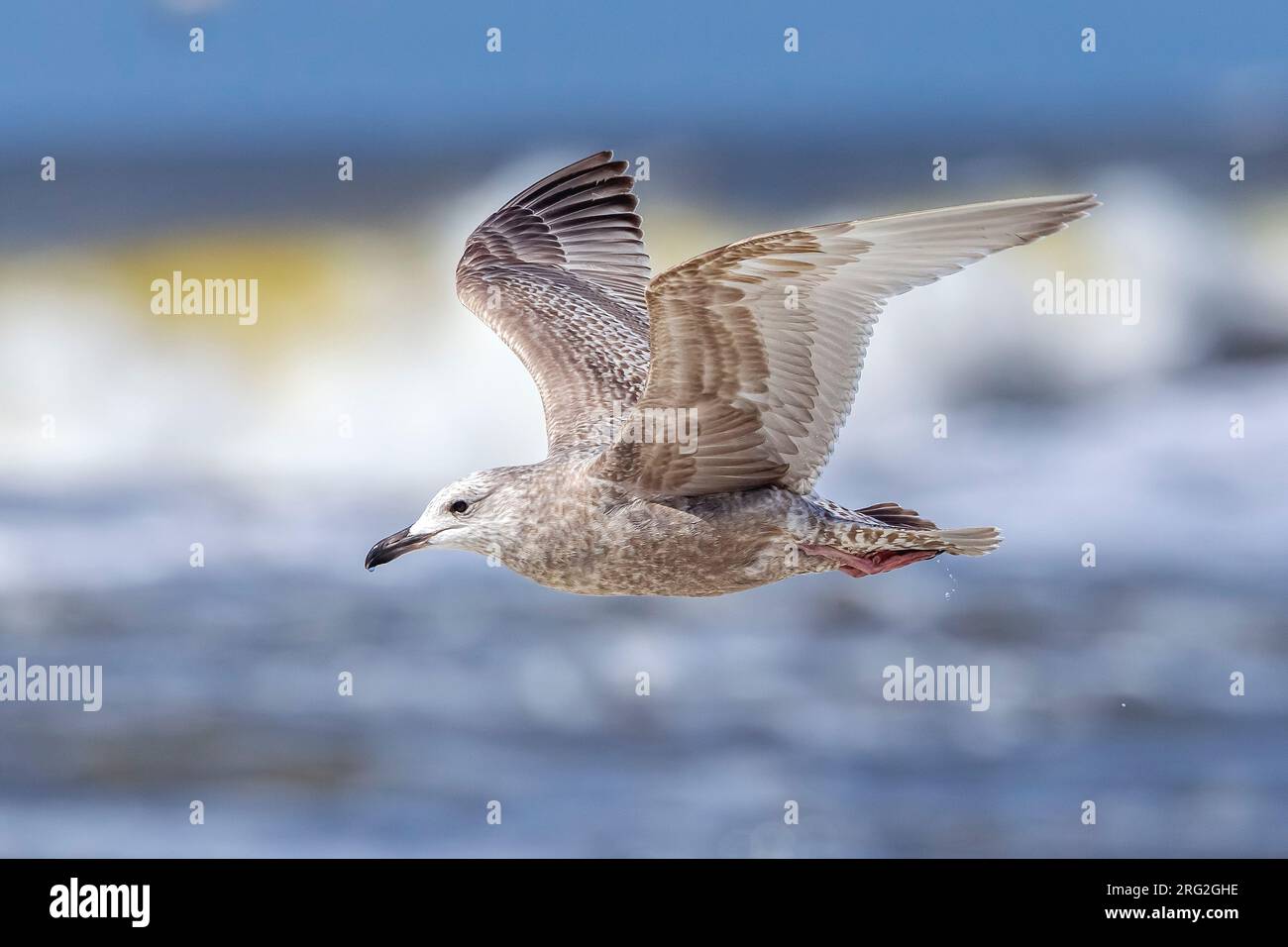 Mouette de Thayer (Larus thayeri) survolant la plage de Bergen-aan-Zee, Noord Holland, pays-Bas. Banque D'Images