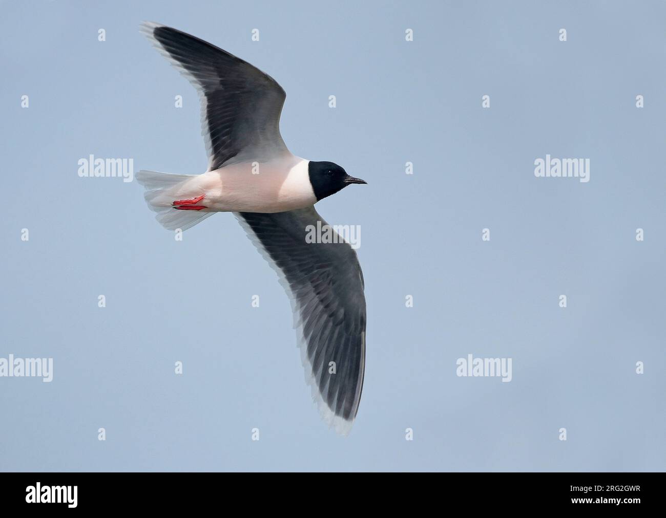 Petite Mouette (Larus minutus), adulte en vol avec la poitrine rose, vue de côté, montrant des sous-ailes. Banque D'Images