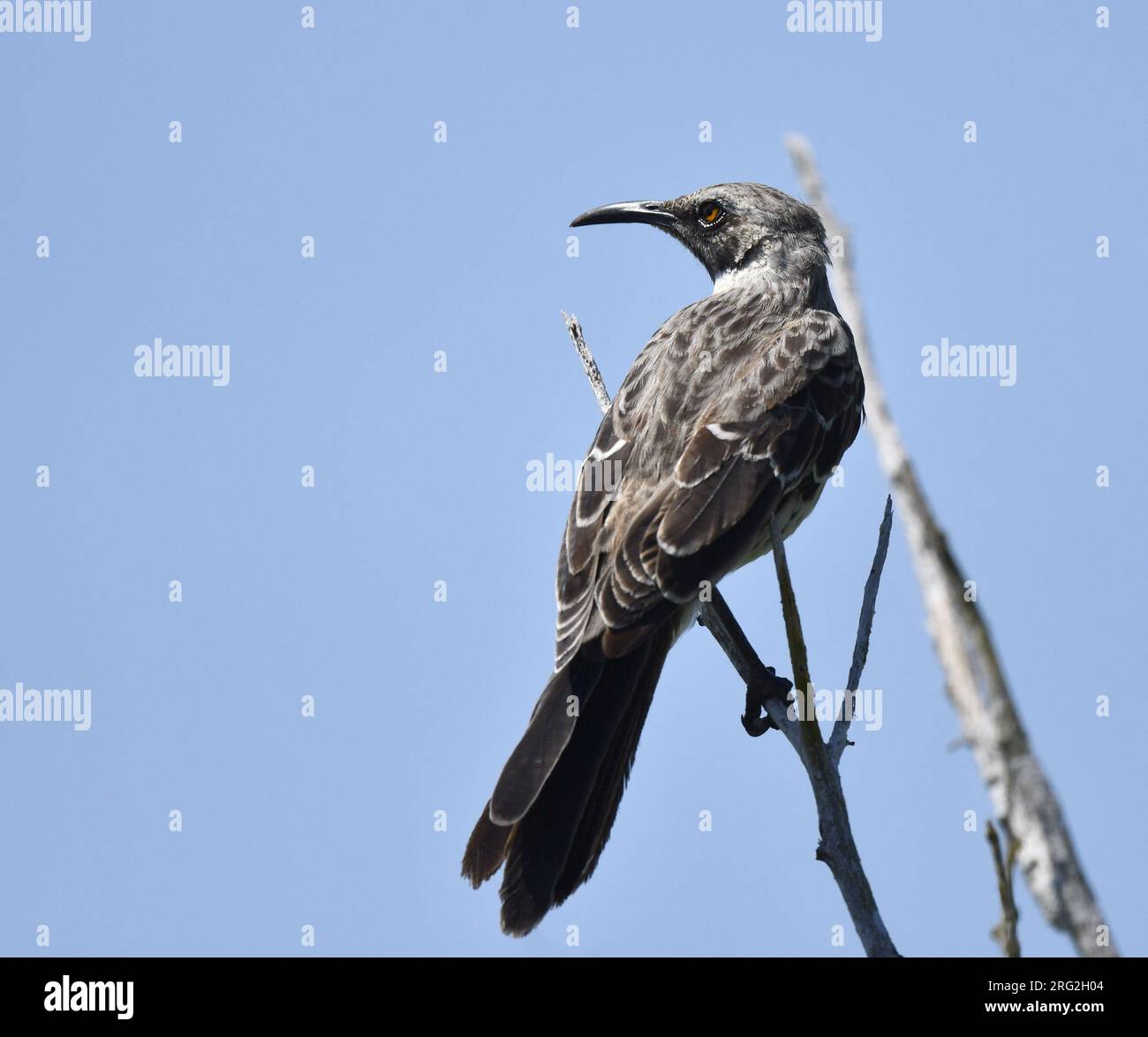 Hood Mockingbird (Mimus macdonaldi) sur les îles Galapagos. ALS connu sous le nom d'Espanola Mockingbird. Banque D'Images
