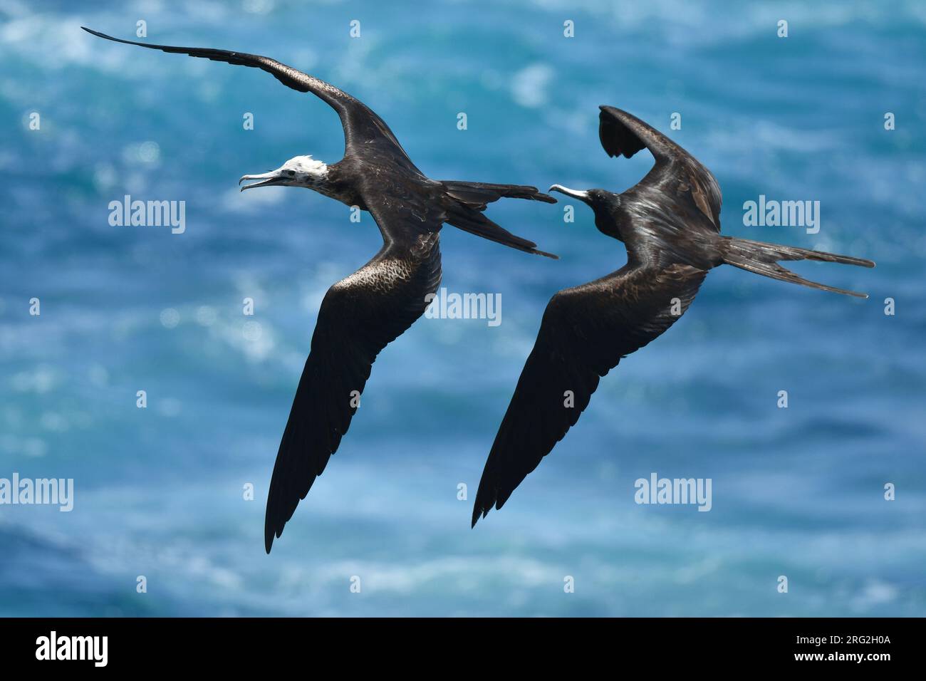 De magnifiques frigidaires (Fregata magnificens) en vol sur les îles Galapagos. Mâle chassant femelle au-dessus de l'océan. Banque D'Images