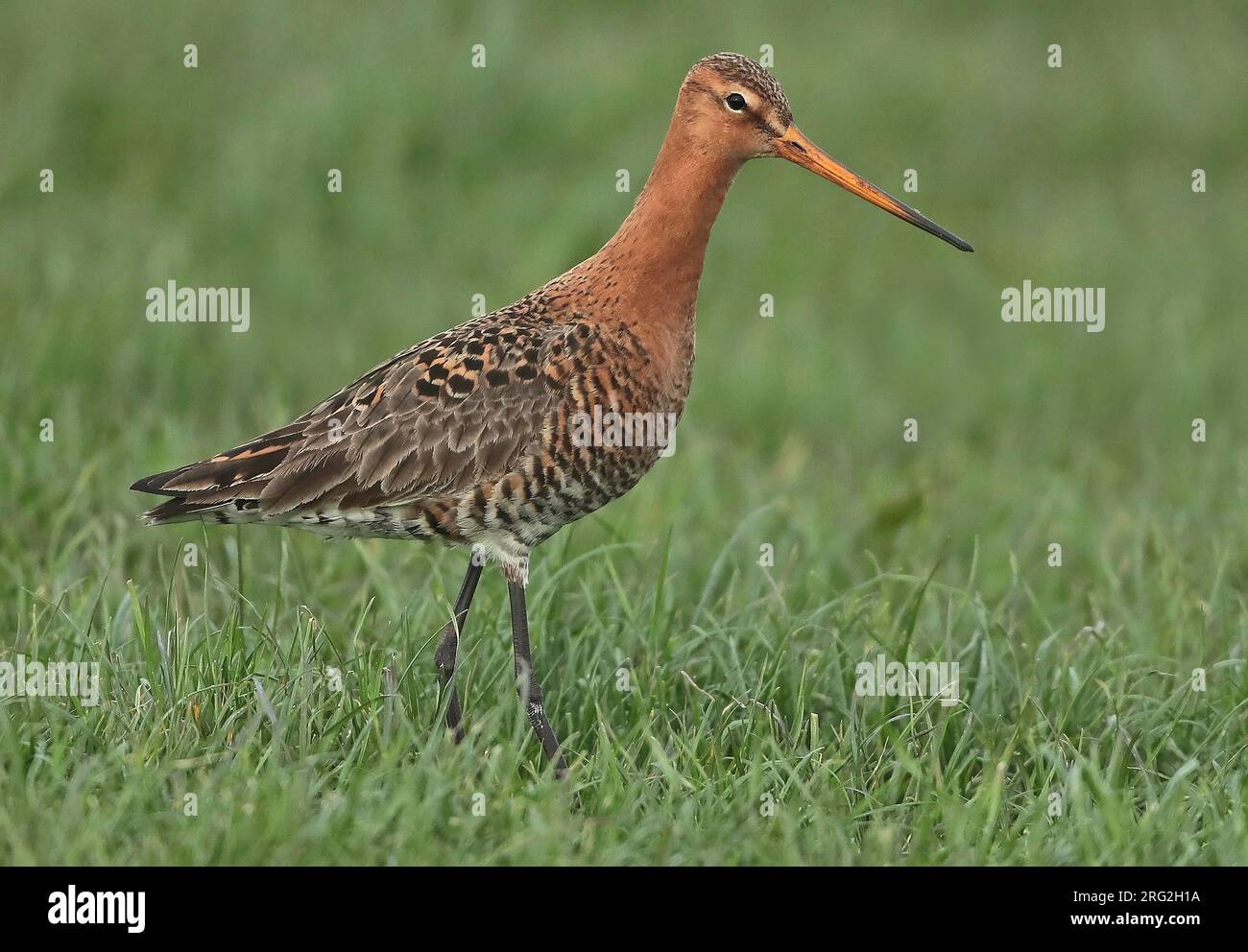 Godwit à queue noire (Limosa limosa) mâle adulte debout dans l'herbe verte, vu de côté. Banque D'Images