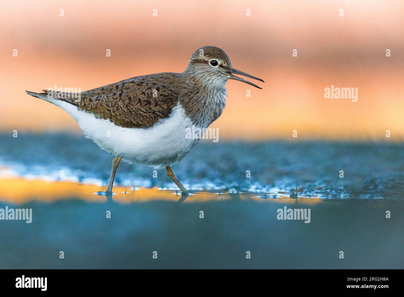 Appel à Common Sandpiper, Actitis hypoleucos, en Italie. Banque D'Images