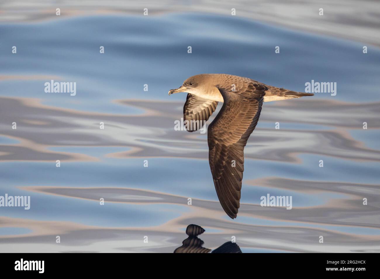 Cap-Vert shearwater (Calonectris edwardsii), survolant la mer, avec la mer comme arrière-plan, au Cap-Vert. Banque D'Images