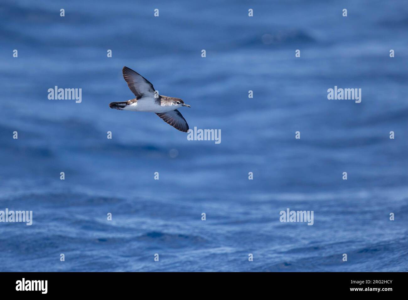 Puffinus boydi (Puffinus boydi) volant, avec une mer produisant un fond bleu au Cap-Vert. Banque D'Images