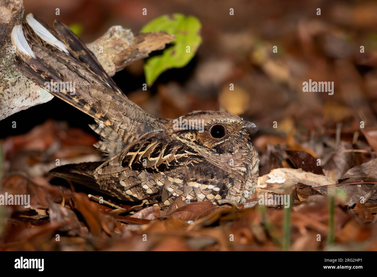 Pauraque commune (Nyctidromus albicollis) reposant sur le sol dans une forêt tropicale au Guatemala. Banque D'Images