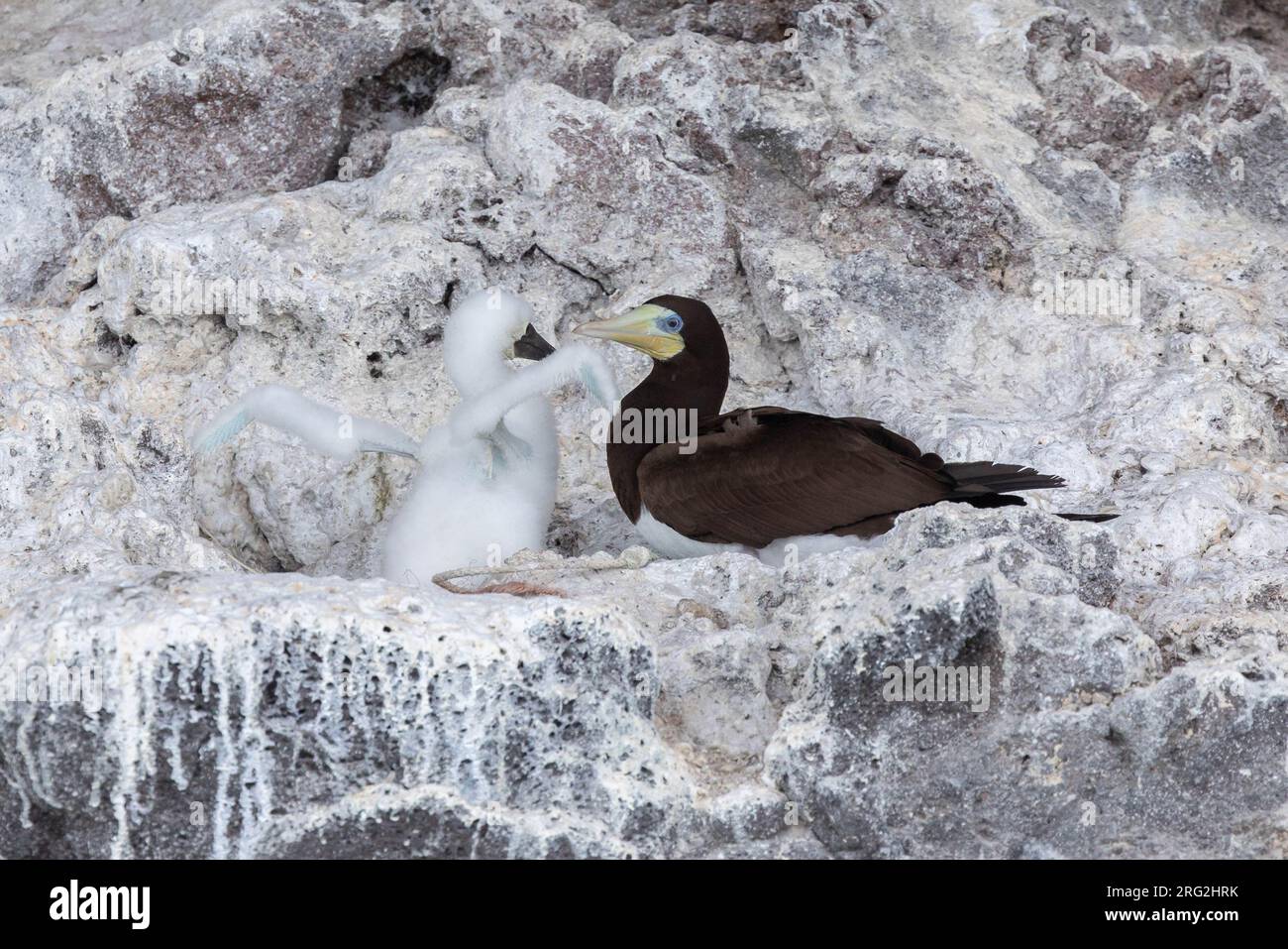 Boobies brun adulte et poussin (Sula leucogaster), assis sur leur nid sur une falaise, avec un fond pâle, sur l'île de Raso, au Cap-Vert. Banque D'Images