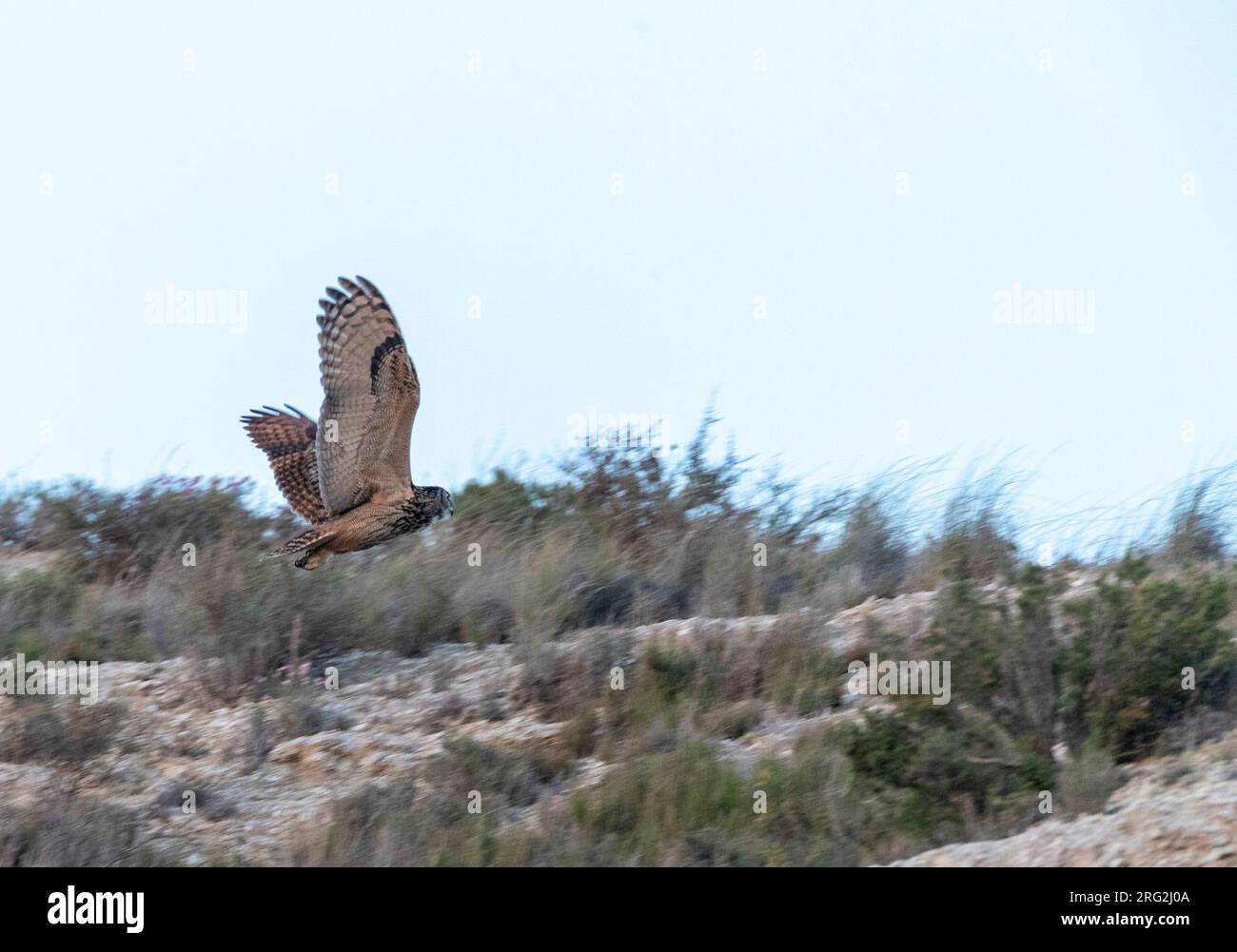 Eurasian Eagle Owl (Bubo bubo) près de Belchite en Espagne. Banque D'Images