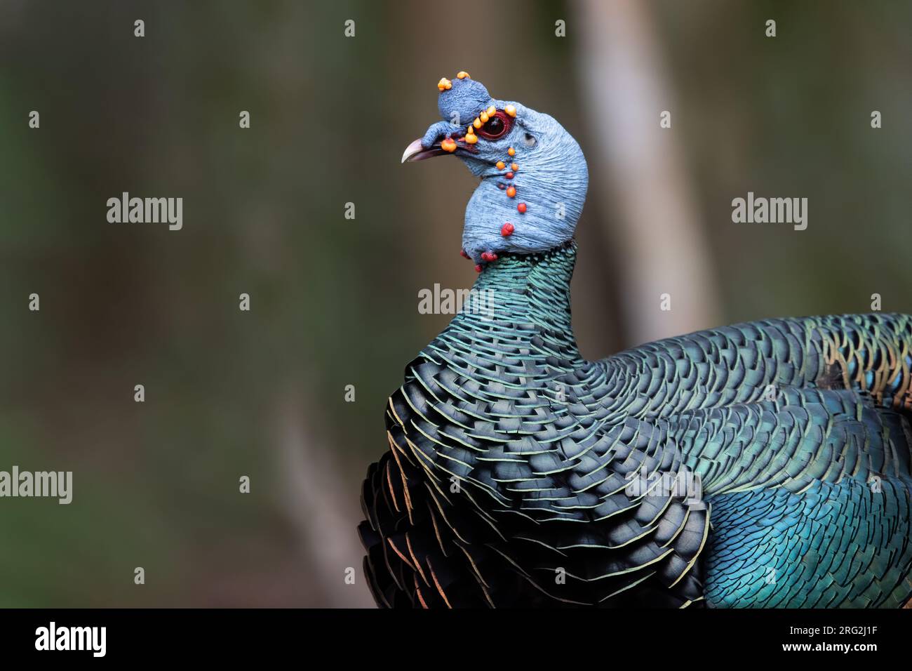 Magnifique Turquie ocellata (Meleagris ocellata) marchant sur le sol dans une forêt tropicale de plaine dans la péninsule de Yucatán près de Tikal au Guatemala. Banque D'Images