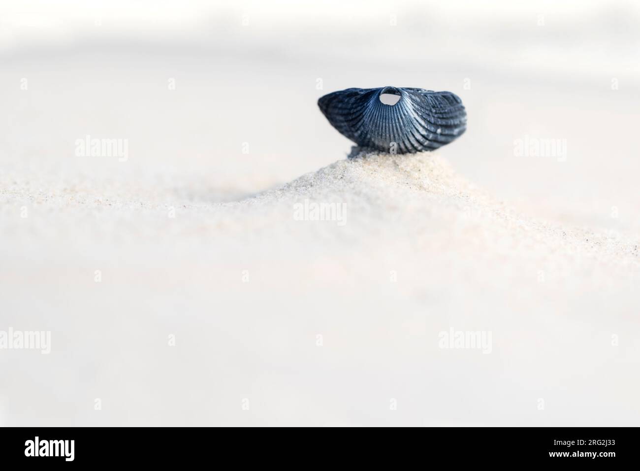 Coquille vide d'un Cockle commun (Cerastoderma edule) sur la plage de l'île de Wadden Texel aux pays-Bas. Banque D'Images