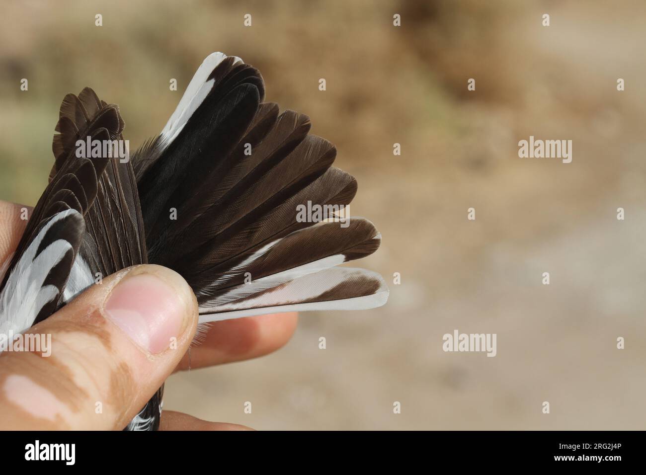 Un mâle adulte Semicollared Flycatcher (Ficedula semitorquata) capturé à Eilat, Israël, pendant la migration printanière. Montrant le motif de la queue. Banque D'Images
