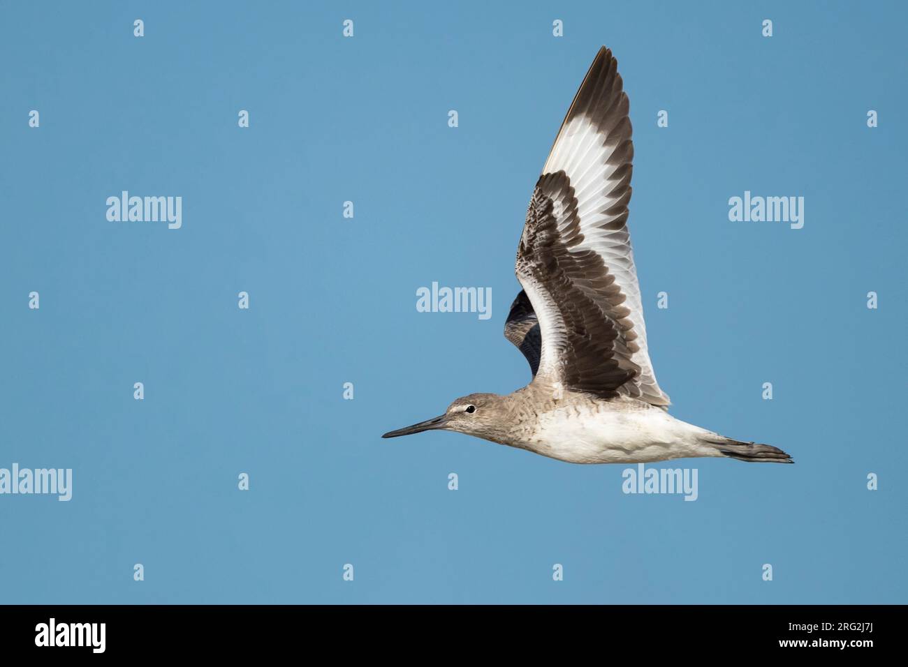 Willet adulte (Tringa semipalmata) dans la zone côtière du comté de Galveston, Texas, États-Unis, pendant la migration printanière. Banque D'Images