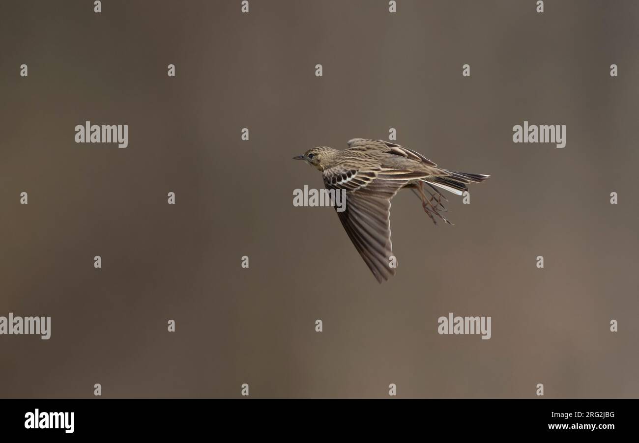 Pipit d'arbre (Anthus trivialis) en vol à Gribskov, Danemark Banque D'Images