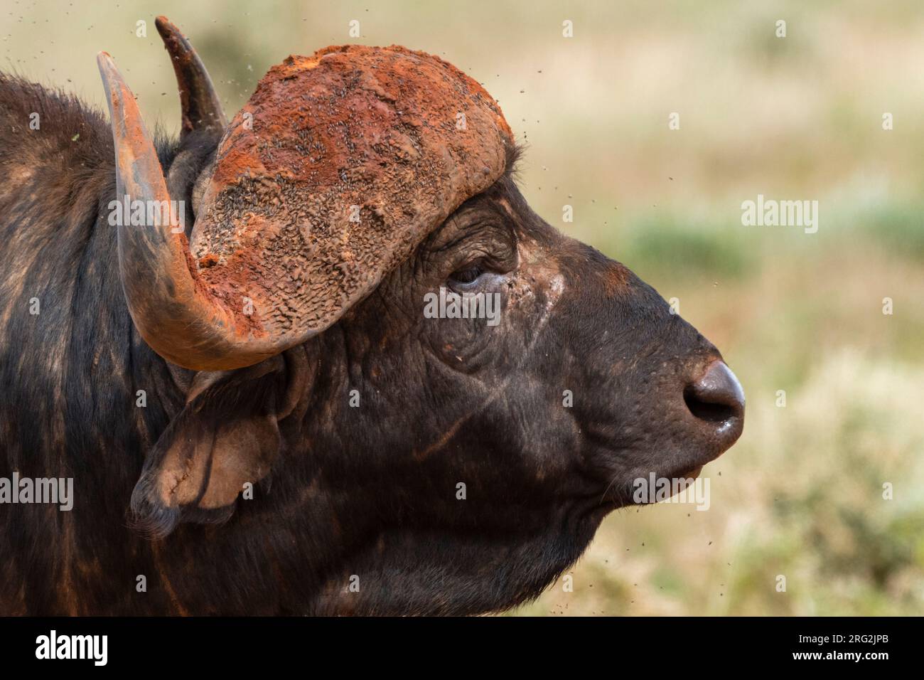 Gros plan d'un buffle africain, Syncerus caffer.VOI, parc national de Tsavo, Kenya. Banque D'Images