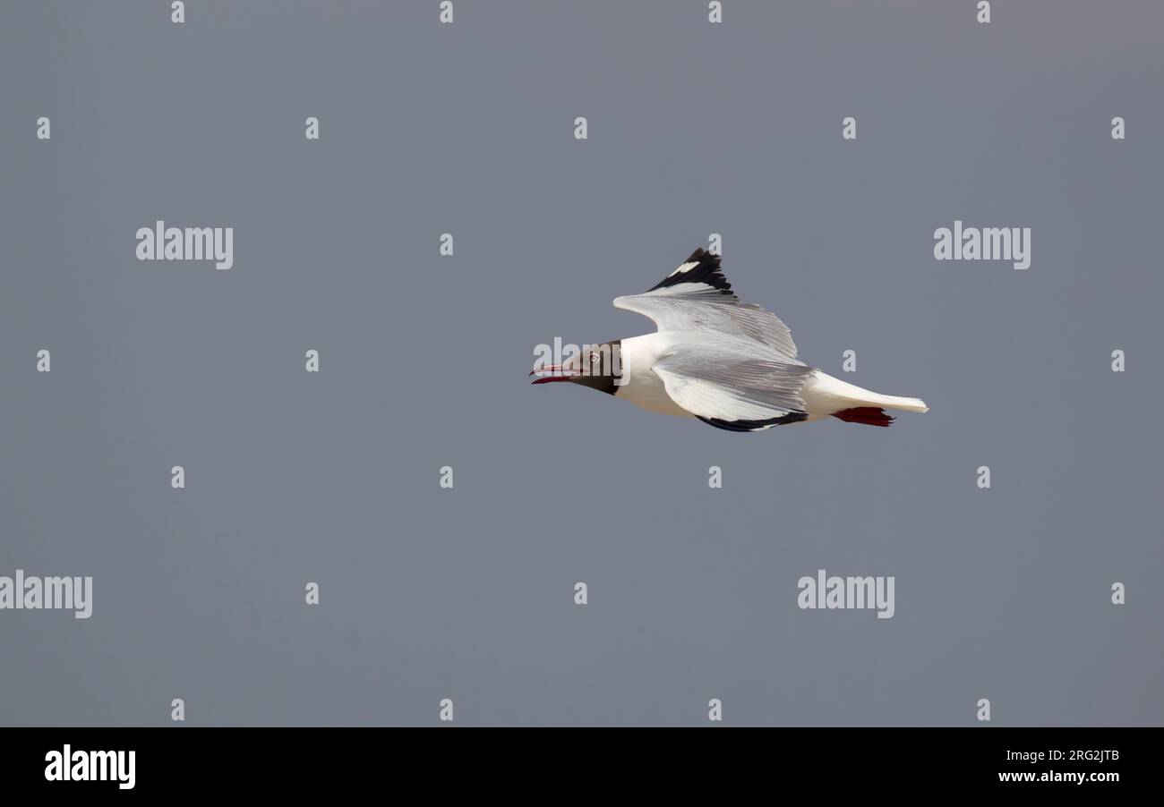 Mouette à tête brune (Chroicocephalus brunnicephalus) adulte d'été en vol, haussant l'aile supérieure à Pak Tale, Thaïlande Banque D'Images