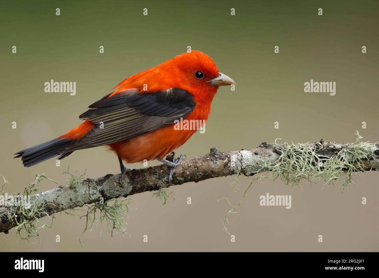 Tanager écarlate mâle adulte (Piranga olivacea) dans le comté de Galveston, Texas, États-Unis, au cours de la migration printanière. Banque D'Images