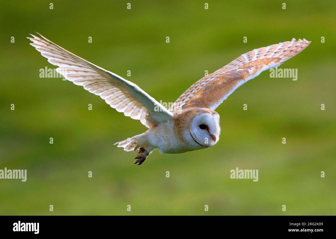 Barn Owl, Tyto alba, chasse pendant la journée aux pays-Bas. Banque D'Images