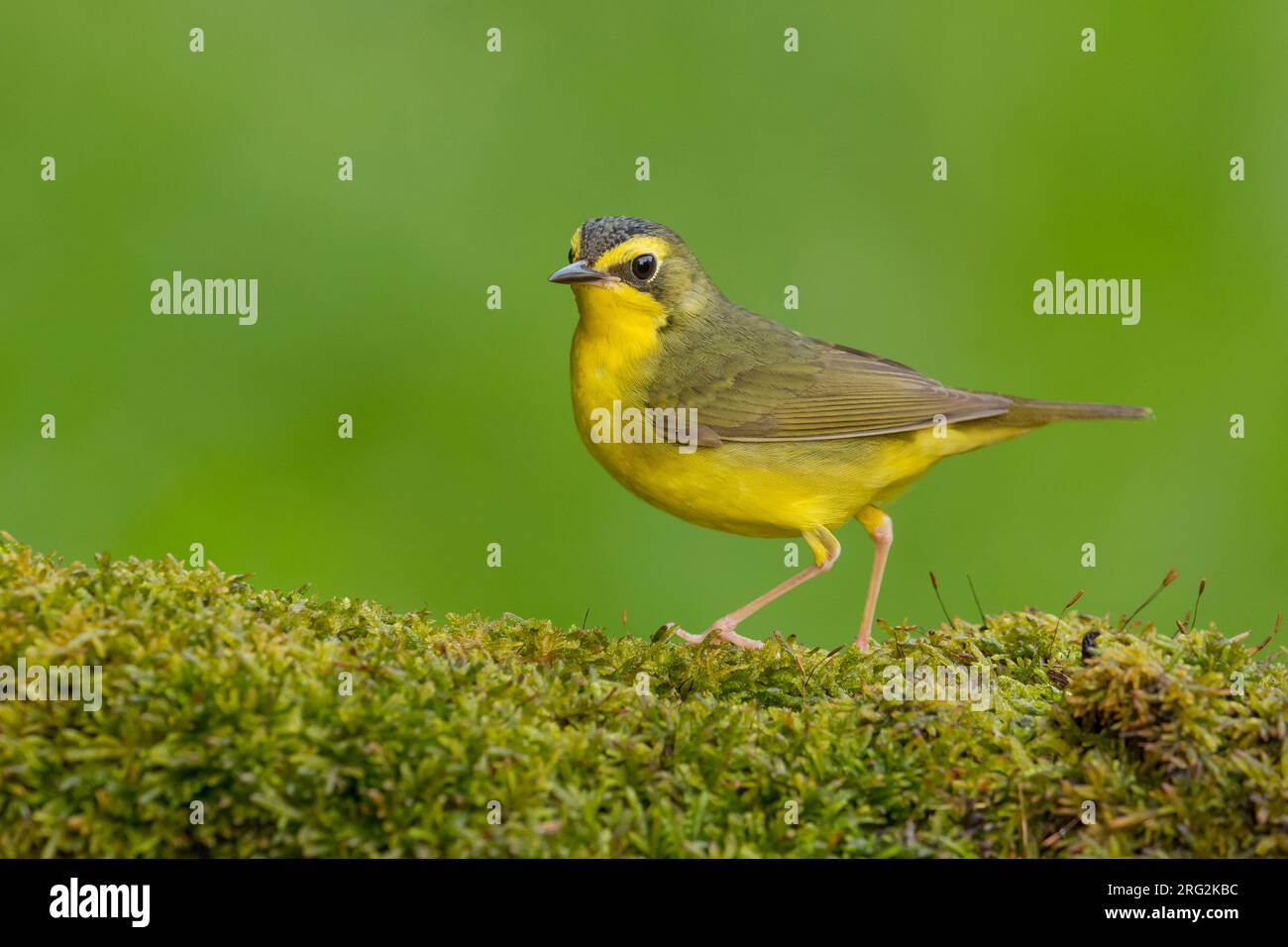 Paruline du Kentucky femelle adulte (Geothlypis formosa) au cours de la migration printanière dans le comté de Galveston, Texas, États-Unis. Banque D'Images