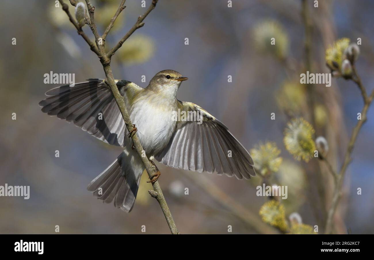 Paruline de saule, Phylloscopus trochilus,adutl à Nivå, Danemark Banque D'Images