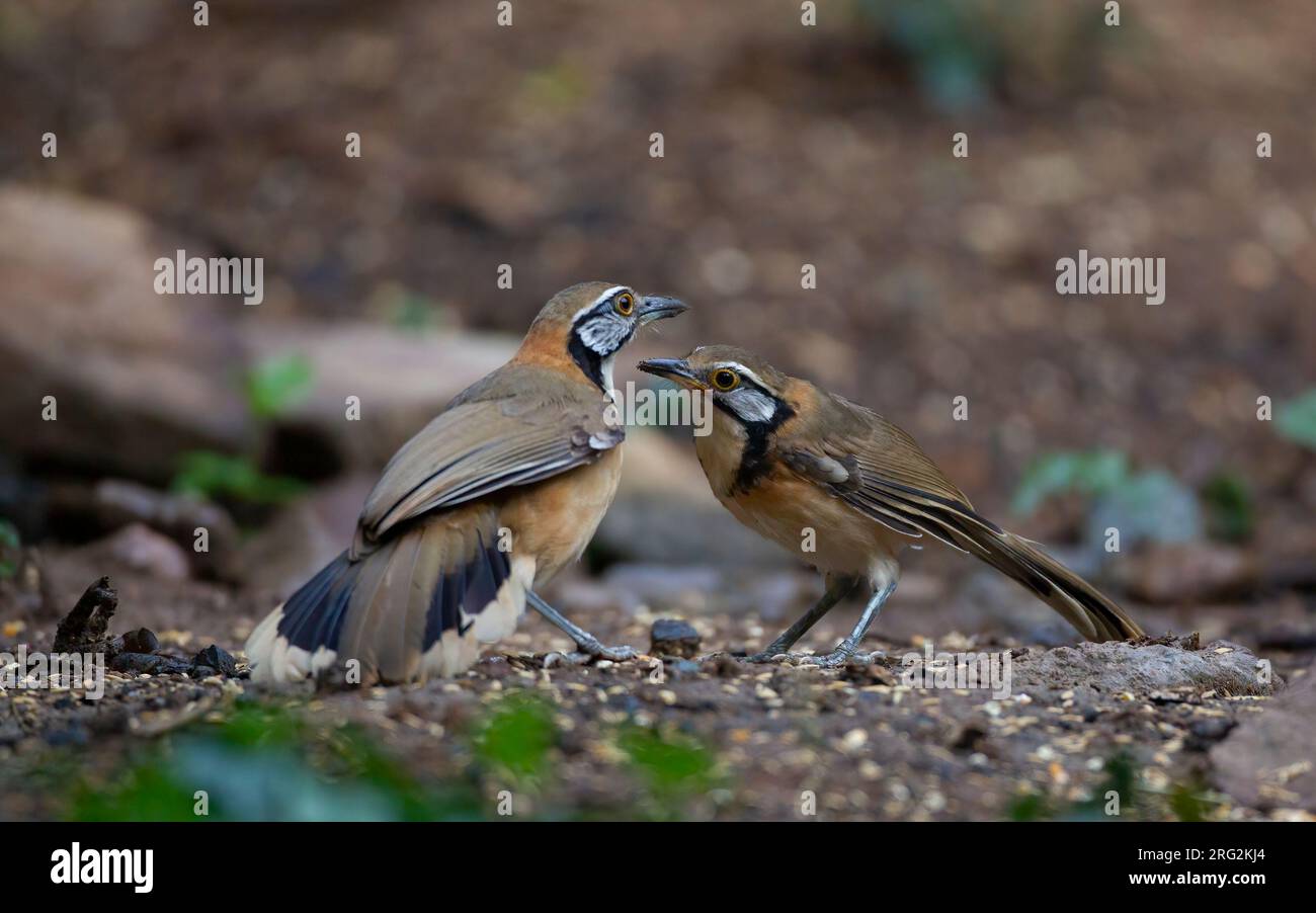 Grand cou Laughingthrush (Pterorhinus pectoralis) au parc national de Kaeng Krachan, Thaïlande Banque D'Images