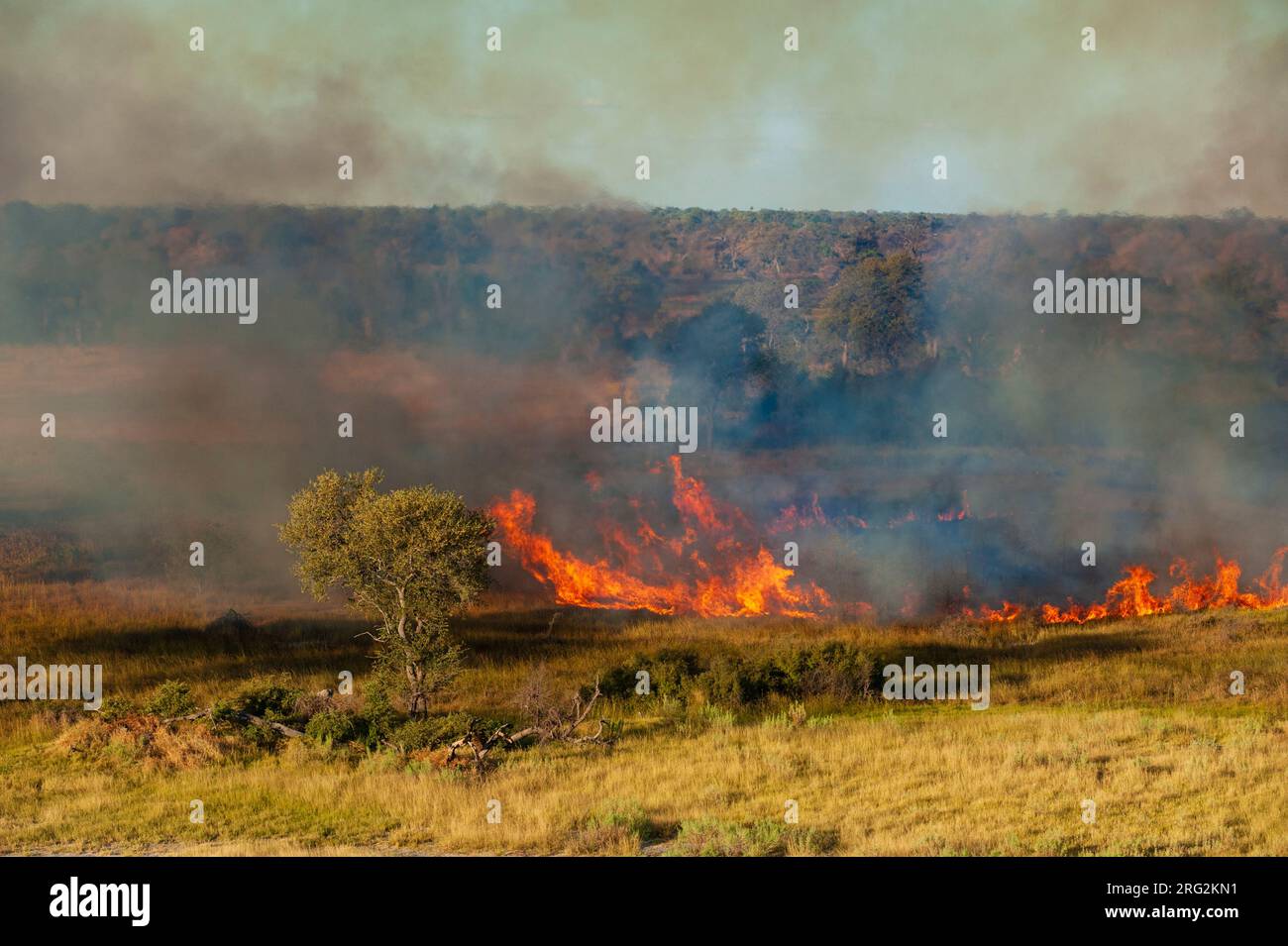 Vue aérienne d'un feu de brousse dans le delta d'Okavango.Delta d'Okavango, Botswana. Banque D'Images
