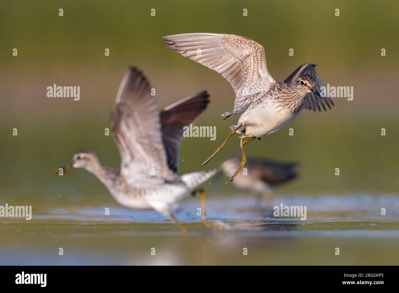 Deux sabliers de combat (Tringa glareola) pendant la migration en Italie. Action en eau peu profonde. Banque D'Images