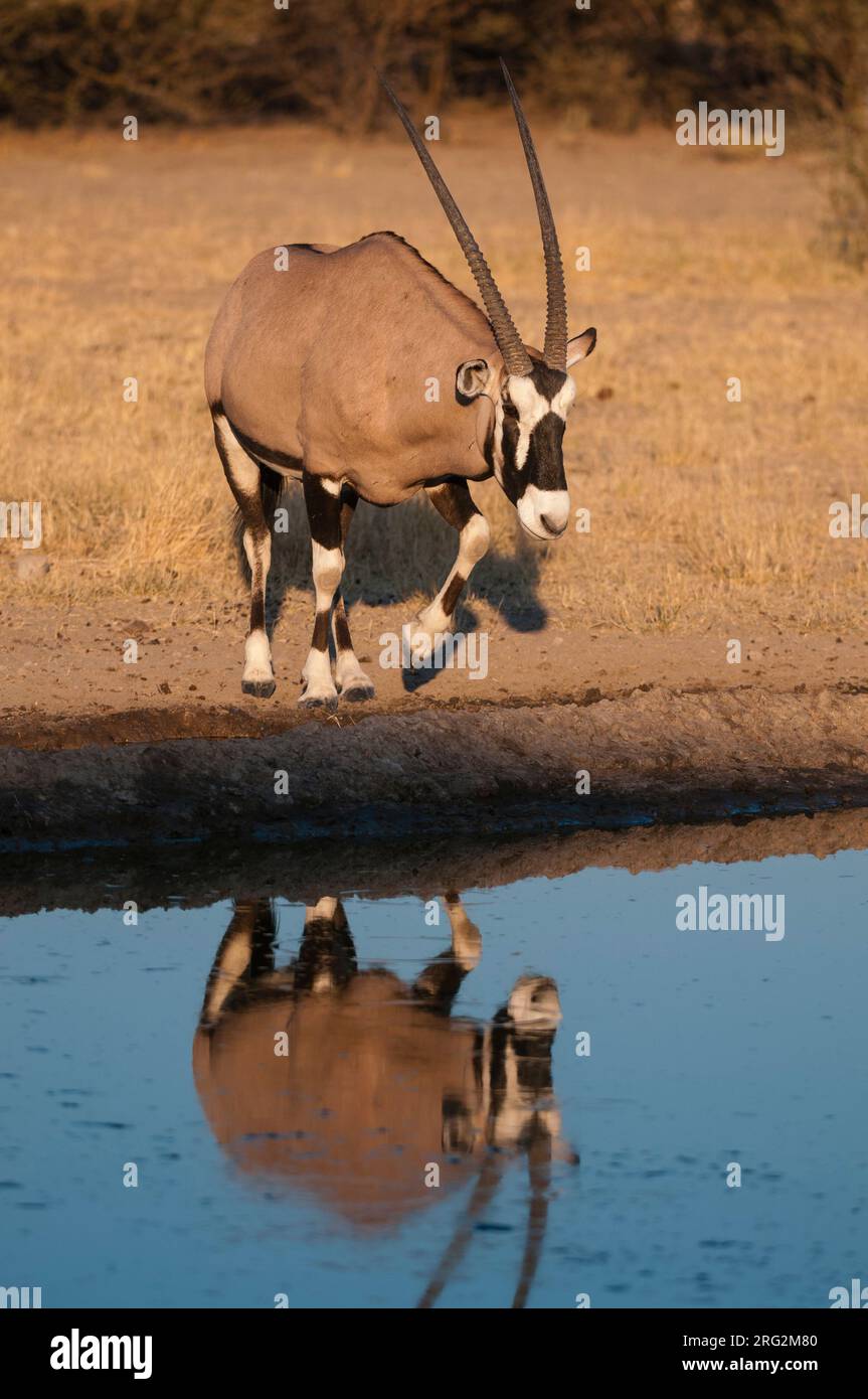 Un gemsbok, Oryx gazella, s'approchant d'un trou d'eau.Réserve de gibier du Kalahari central, Botswana. Banque D'Images