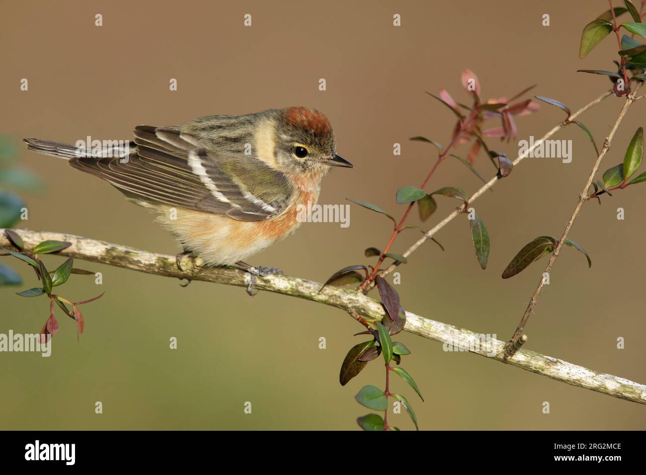 Paruline mâle immature à poitrine baie (Setophaga castanea) au cours de la migration printanière dans le comté de Galveston, Texas, États-Unis. Perché sur une branche. Banque D'Images