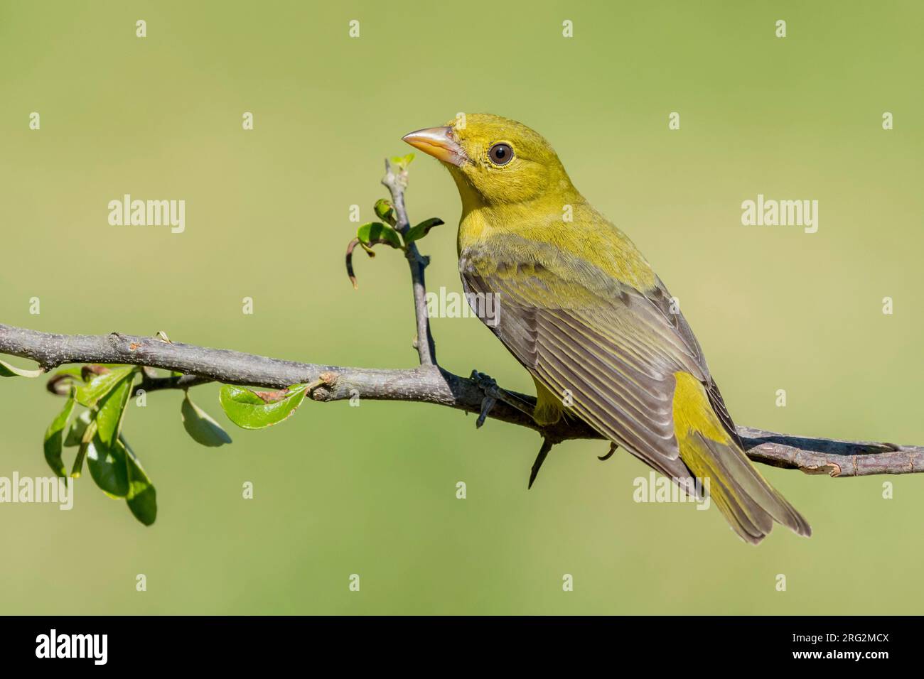Tanager écarlate (Piranga olivacea) femelle adulte dans le comté de Galveston, Texas, États-Unis, au cours de la migration printanière. Banque D'Images